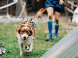 Excalibur Race – Kids OCR, Dog OCRC